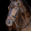 HKM Economy Level Black Bridle