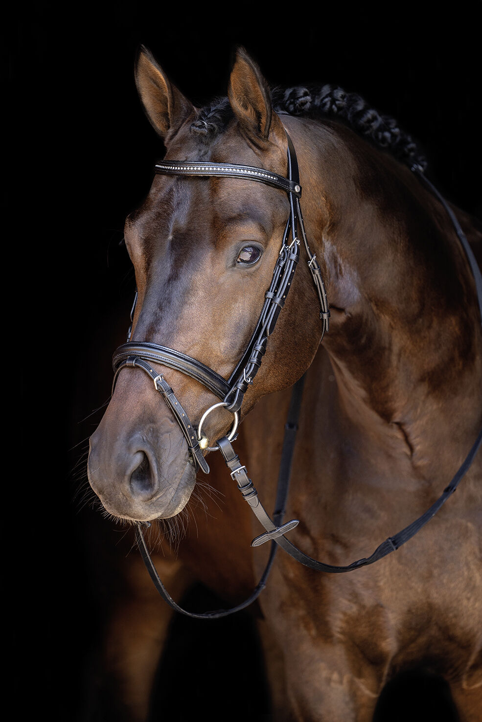 HKM Economy Level Black Bridle