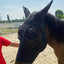 Horse Fly Masks With Ears