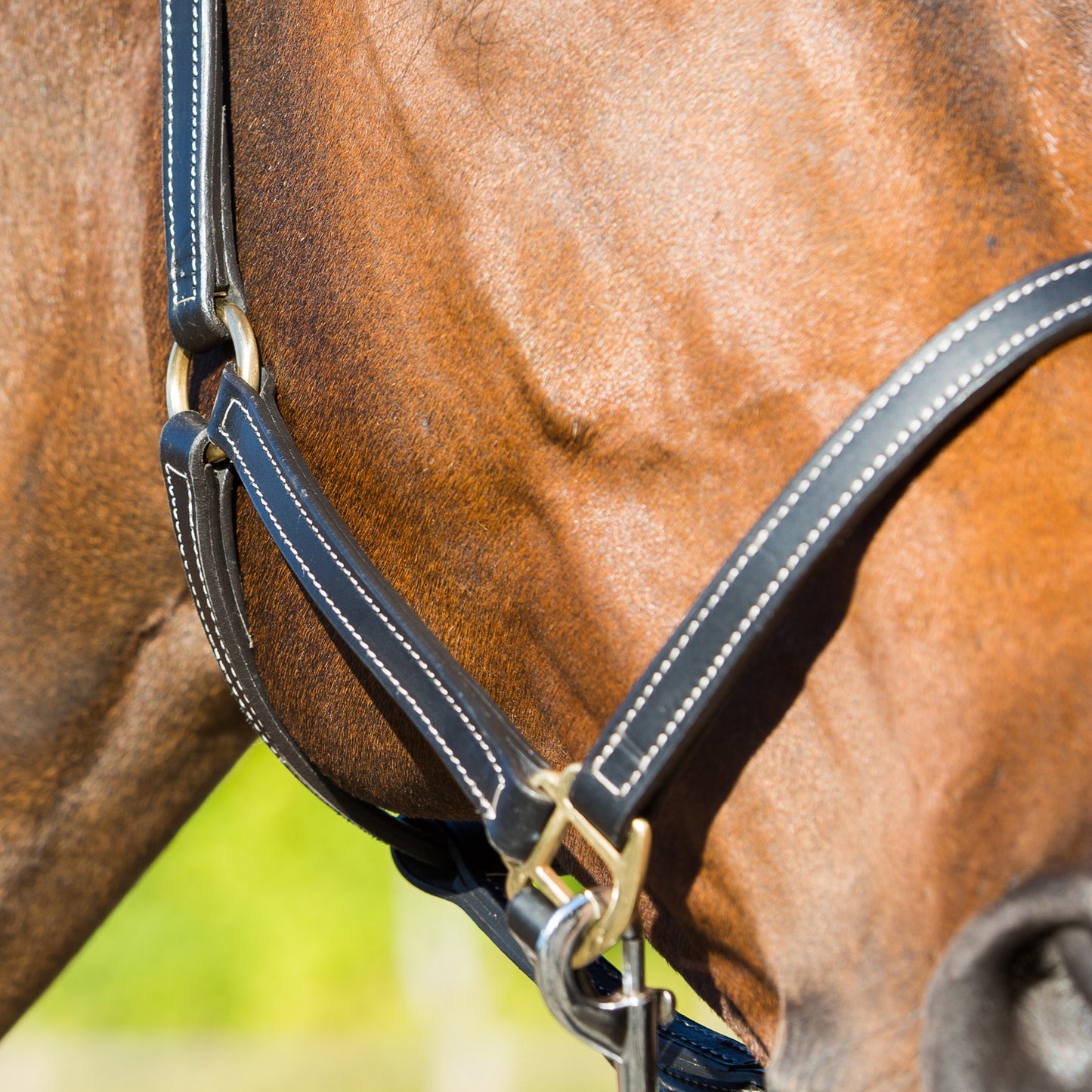 Horze Fremont  Leather Horse Halter - Black