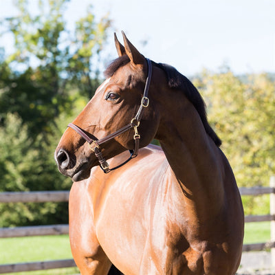 Horze Fremont  Leather Horse Halter - Brown