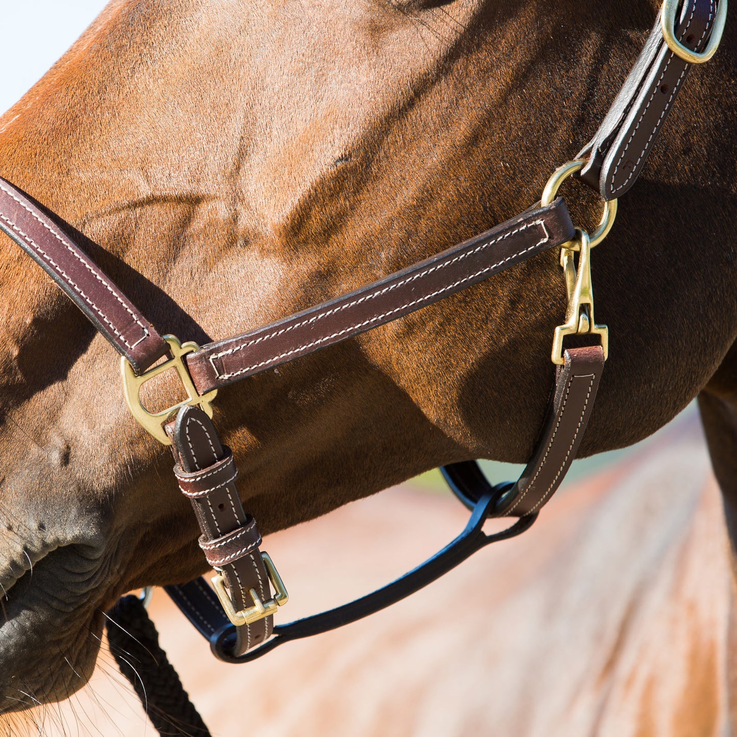 Horze Fremont  Leather Horse Halter - Brown