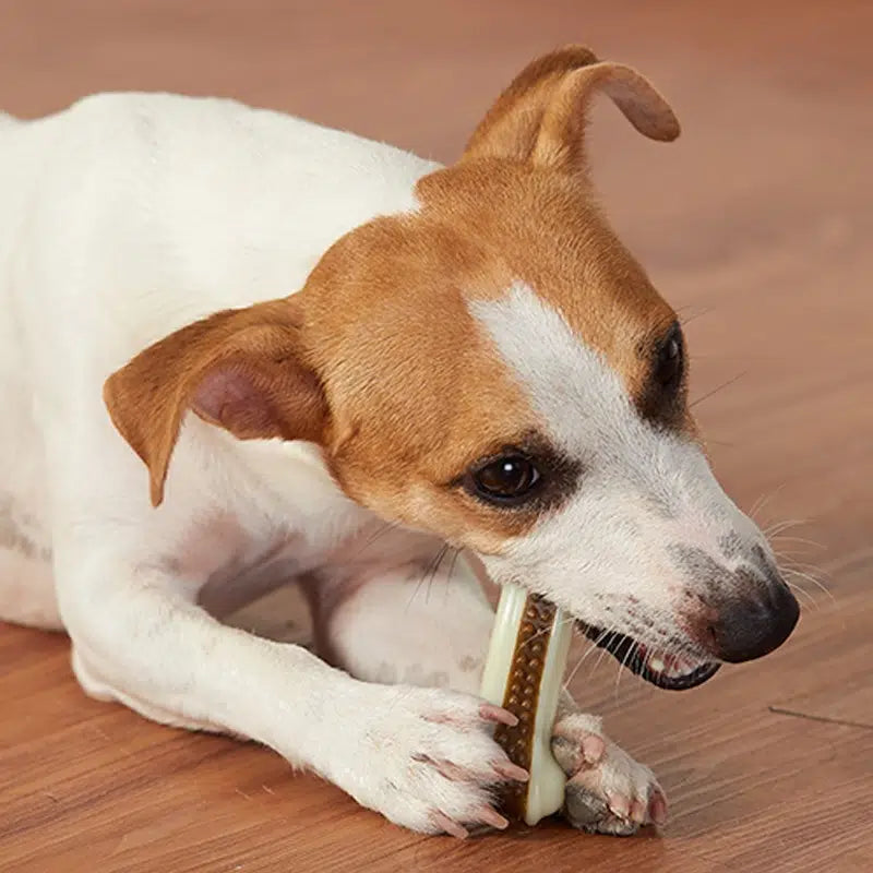 Bite Resistant Dog Bone For Aggressive Chewers-Medium